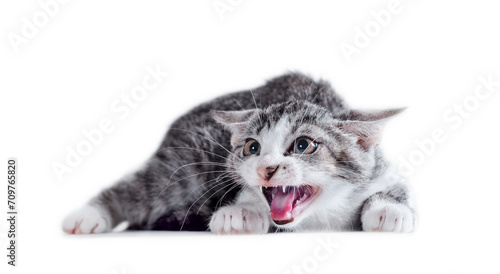 Quadro su tela tabby cat on a white background