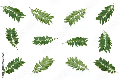 Set photo of the leaves of Curry tree a type of tree from India and Sri Lanka (Kaloupilé, Curry tree, nomenclature Murraya koenigii (L.) Sprengel), belonging to the nine incense family (Rutaceae). photo