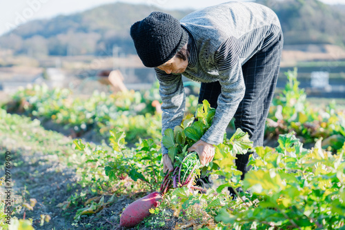 畑で野菜を収穫する高齢の女性 photo