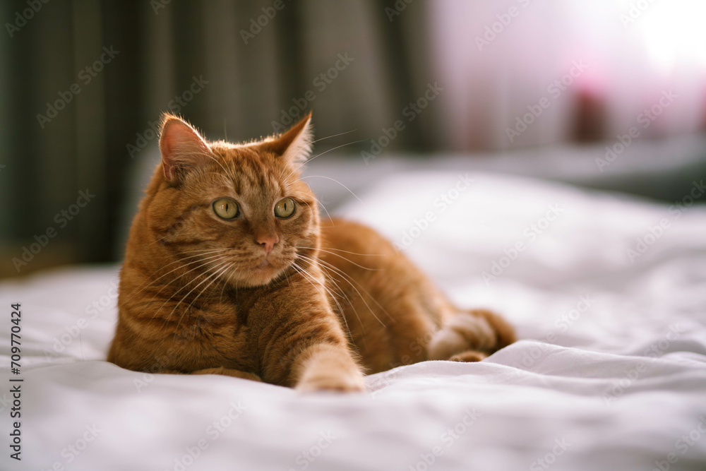 A red domestic cat is lying on the bed.