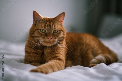 A red domestic cat is lying on the bed.