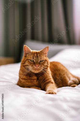 A red domestic cat is lying on the bed.