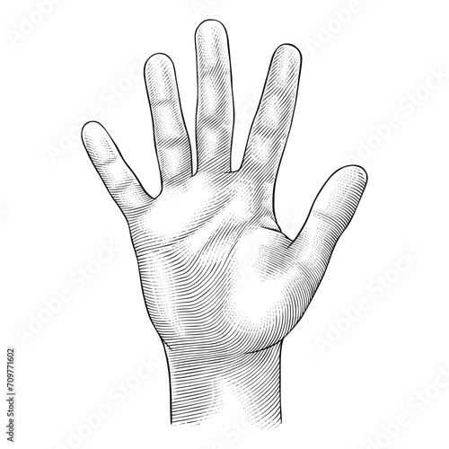 Open Palms illustration in engraving style
