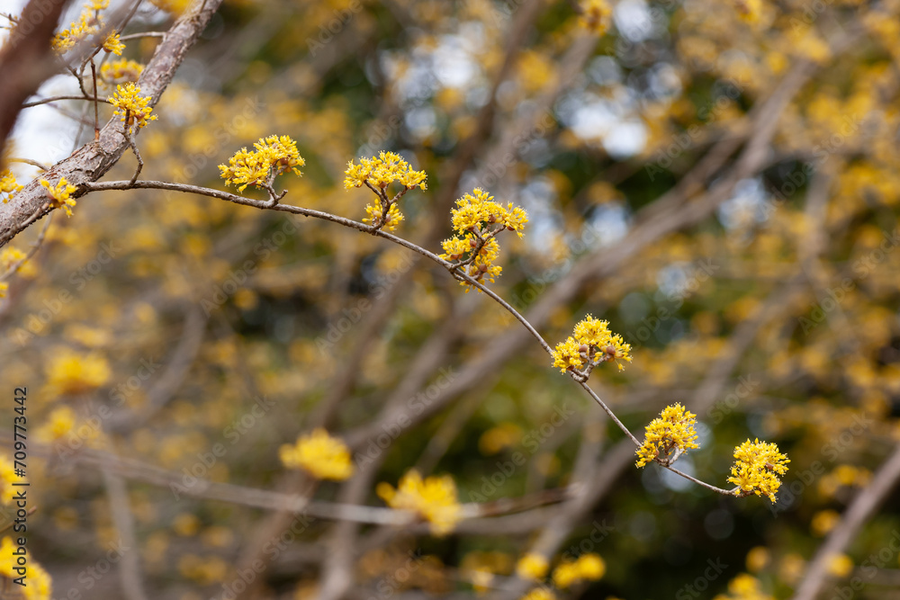 サンシュユの花 サンシュユの花