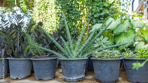 Fototapeta Naklejka Na Ścianę i Meble -  Image of potted plants arranged in rows in medium-sized black plastic pots. Inside, there are various types of succulent plants planted.