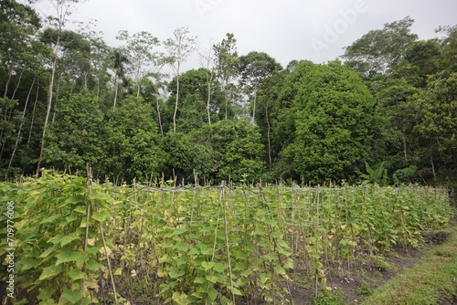 Cucumber plantation near the village