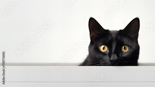 Portrait of black cat looking under the wall, surprising on white background, close up copy space, banner, greeting card, invitation 