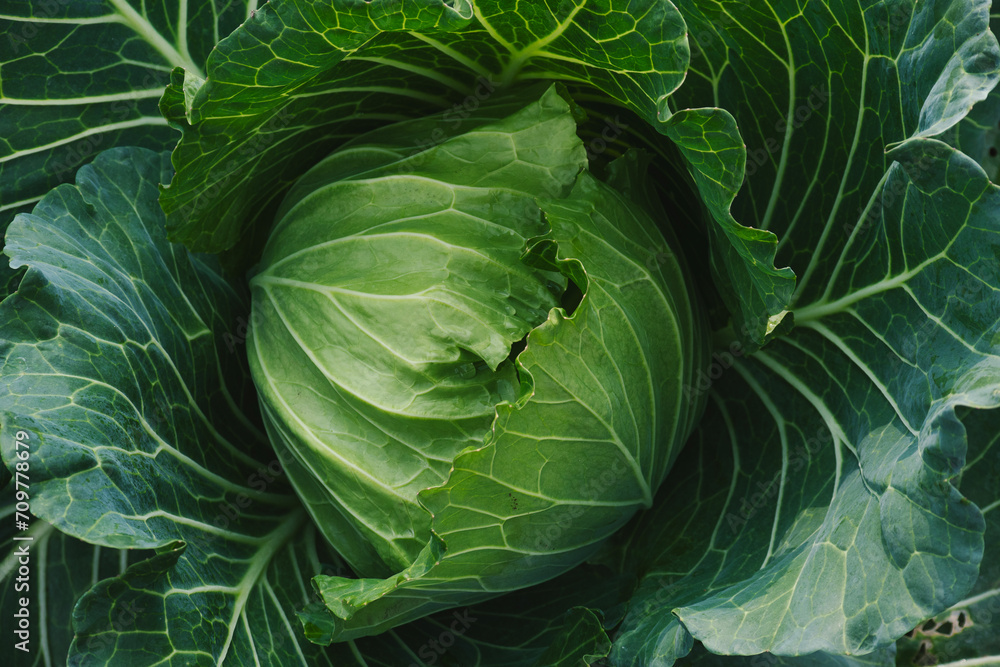 Cabbage in the garden, cabbage without insect bites, organic vegetables - obrazy, fototapety, plakaty 