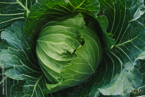 Cabbage in the garden, cabbage without insect bites, organic vegetables photo