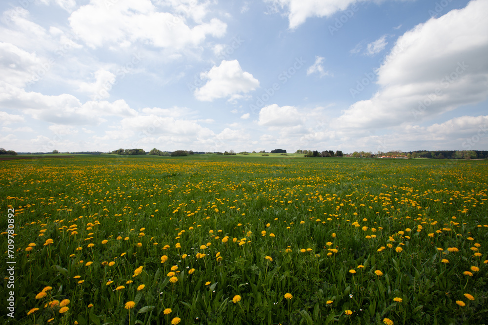A golden meadow beneath a moody azure canvas, adorned with a sea of vibrant yellow blossoms.