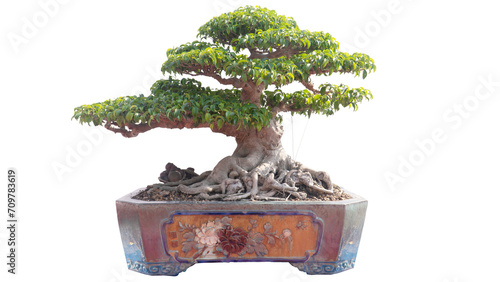 bonsai Vietnam, wooden bridge in the garden