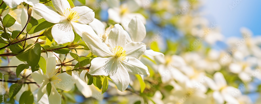 Obraz premium Beautiful flowers of blooming white clematis