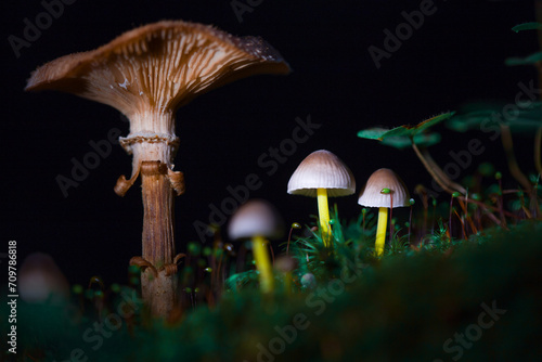Mushrooms. containing psilocybin. grow in the forest. Dark background, macro photography.