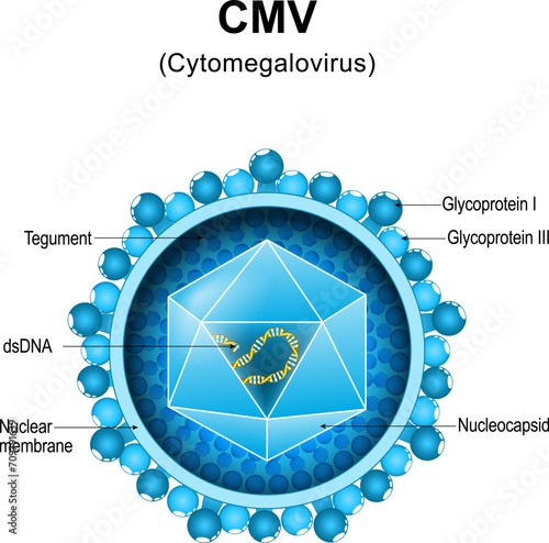 Cytomegalovirus. CMV structure. Close-up of a virion anatomy.