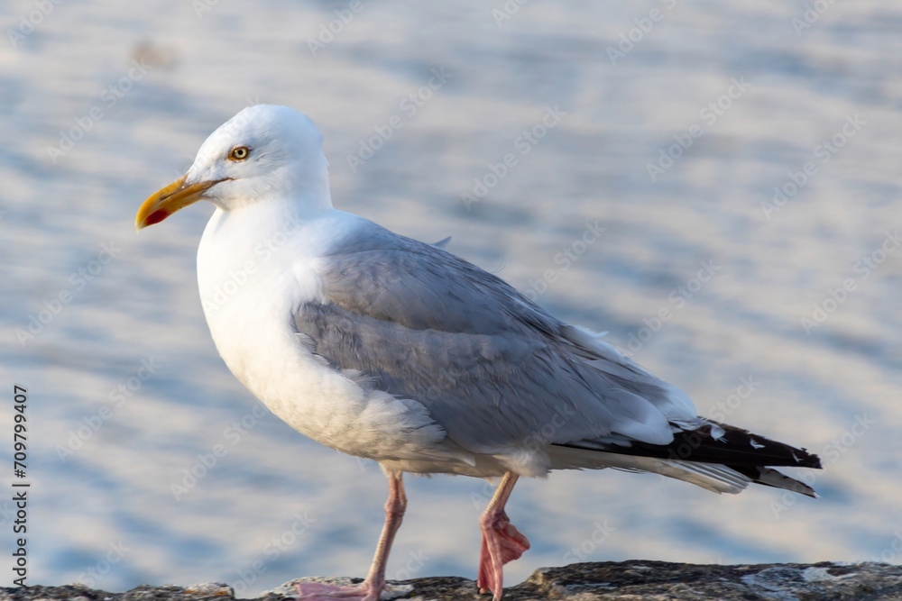 Fototapeta premium seagull on the rock