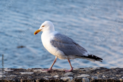 seagull on the rock © Matthieu