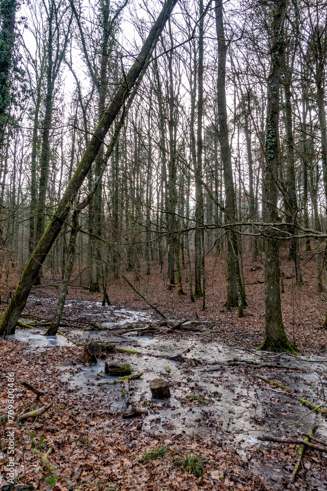 Fototapeta premium Frost im Wald