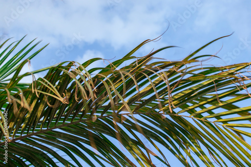 Green palm leaf against the sky. Trendy minimal background