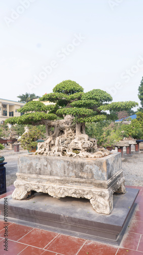 bonsai Vietnam  wooden bridge in the garden