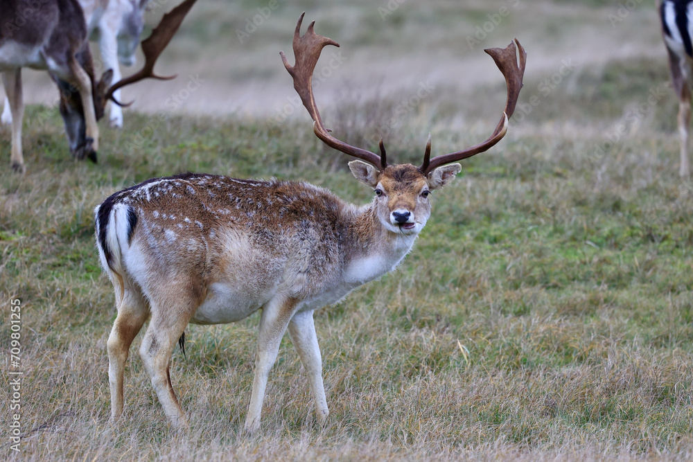 Fototapeta premium The deer in autumn forest of Amsterdamse Waterleidingduinen in the Netherlands, wildlife in the woodland. 