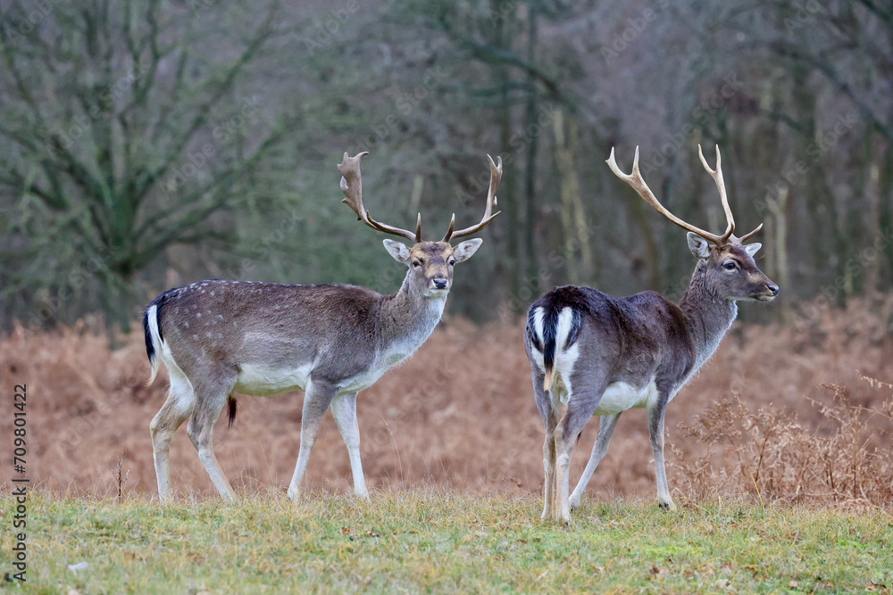 The deers in autumn forest of Amsterdamse Waterleidingduinen in the Netherlands, wildlife in the woodland. The deers in autumn forest of Amsterdamse Waterleidingduinen in the Netherlands, wildlife in the woodland.