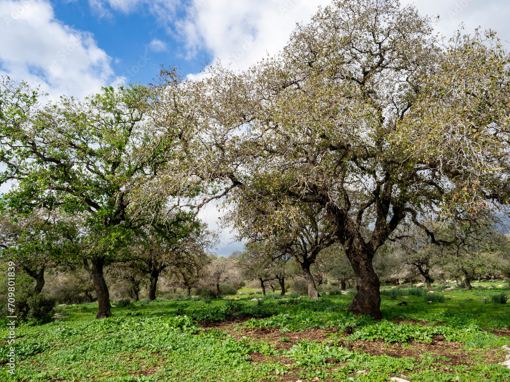 tree in bloom, Oak forest near Alonim, Israel