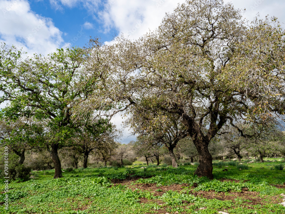 tree in bloom, Oak forest near Alonim, Israel tree in bloom, Oak forest near Alonim, Israel