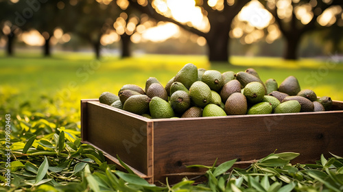 Group of Avocados on a box over the grass
