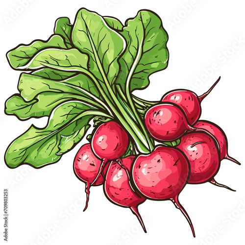 Bunch of radishes vector illustration