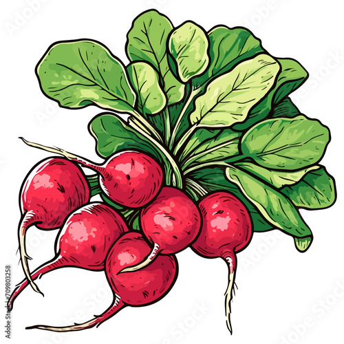 Bunch of radishes vector illustration