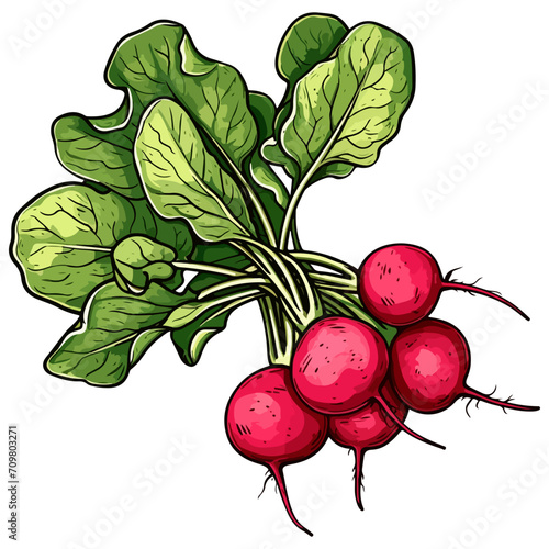 Bunch of radishes vector illustration