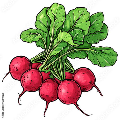 Bunch of radishes vector illustration