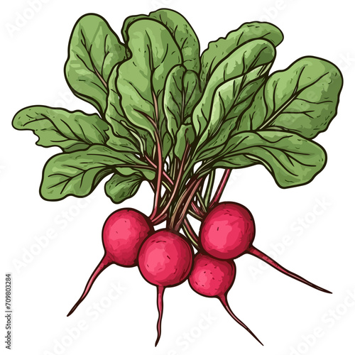 Bunch of radishes vector illustration