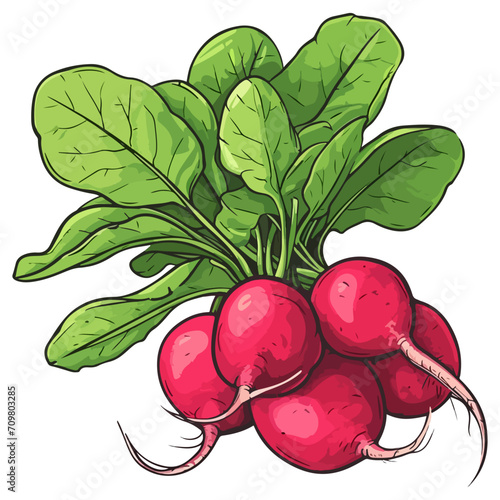 Bunch of radishes vector illustration