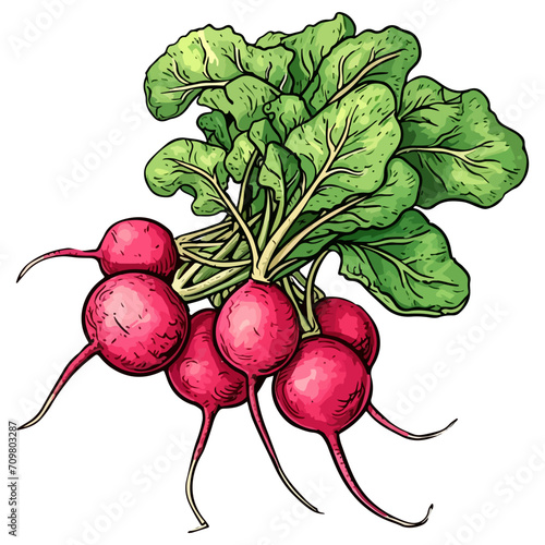 Bunch of radishes vector illustration