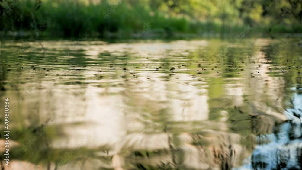 aquatic insects float on surface of water in a pond on a warm summer day, close-up aquatic insects float on surface of water in a pond on a warm summer day, close-up