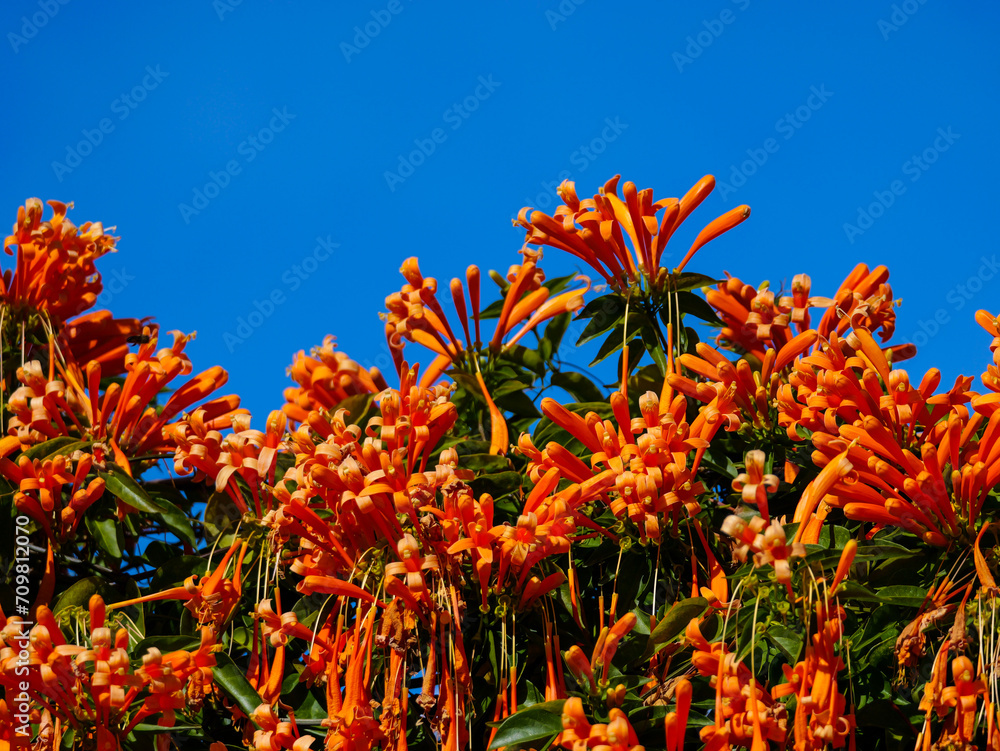 beautiful orange pyrostegia venusta with blue sky beautiful orange pyrostegia venusta with blue sky