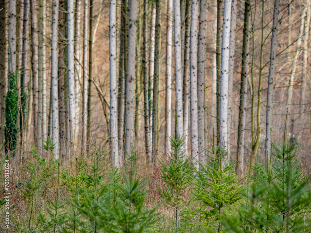 Fototapeta premium Wiederaufforstung im Fichtenwald