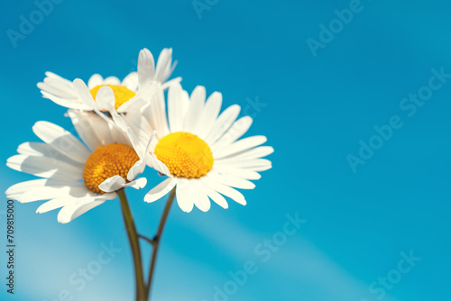 summer bouquet of daisies in hand against the blue sky