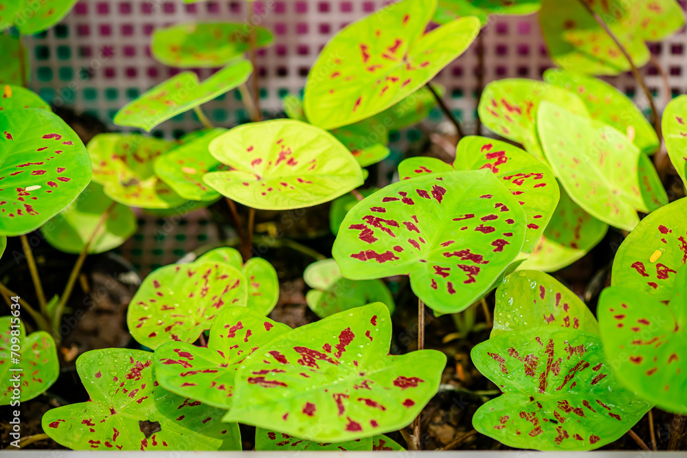 Background texture on leaves, close up shot on the beautiful Caladium bicolor colorful leaf in the garden. Background texture on leaves, close up shot on the beautiful Caladium bicolor colorful leaf in the garden.