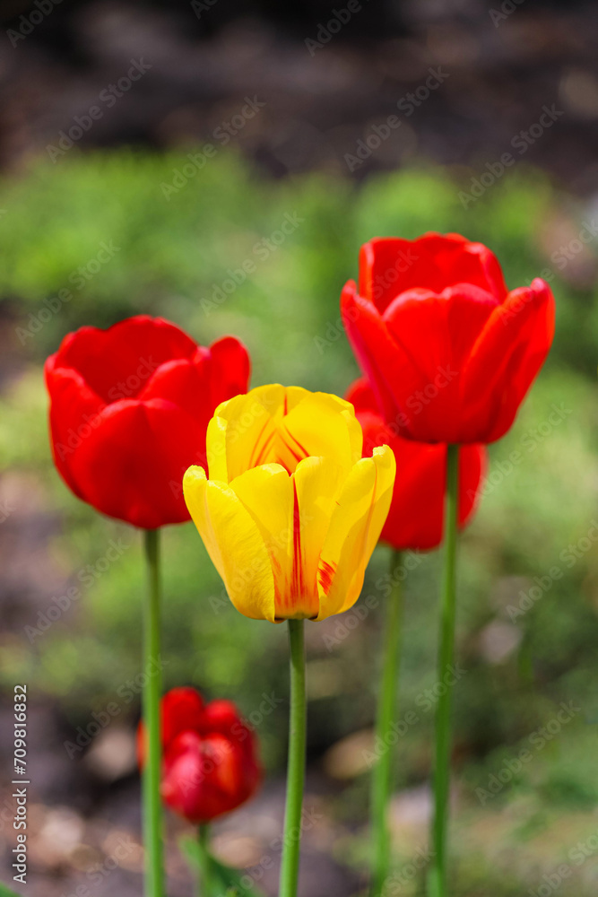 Blooming yellow and red tulips on flowerbed as a natural springtime background Blooming yellow and red tulips on flowerbed as a natural springtime background