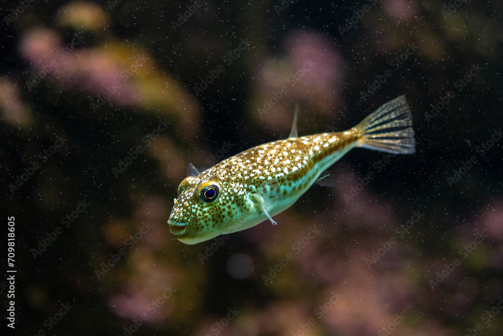White-spotted puffer or Arothron hispidus in sea aquarium. White-spotted puffer or Arothron hispidus in sea aquarium.