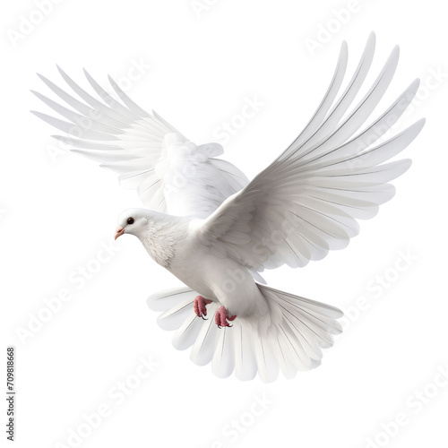 white dove isolated on trasparent background