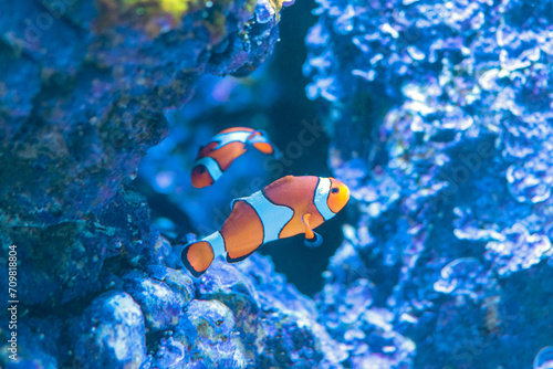 Amphiprion Ocellaris Clownfish or anemone fish in sea aquarium. © Paopano