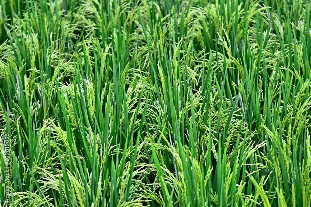 Rice grows abundantly in the Rawa Pening Ambarawa lake area Rice grows abundantly in the Rawa Pening Ambarawa lake area