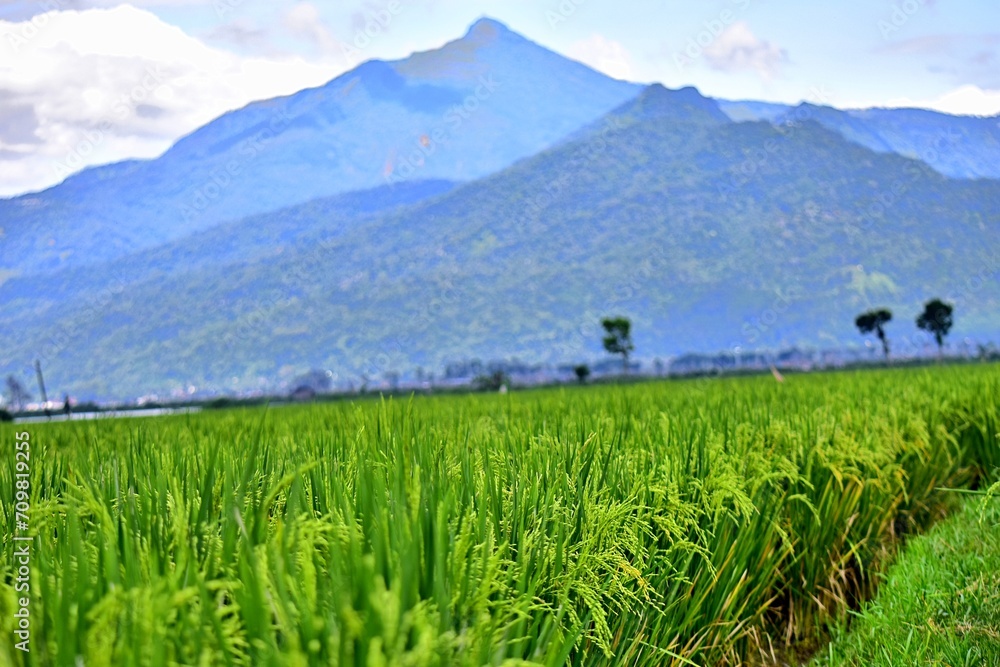 Rice grows abundantly in the Rawa Pening Ambarawa lake area