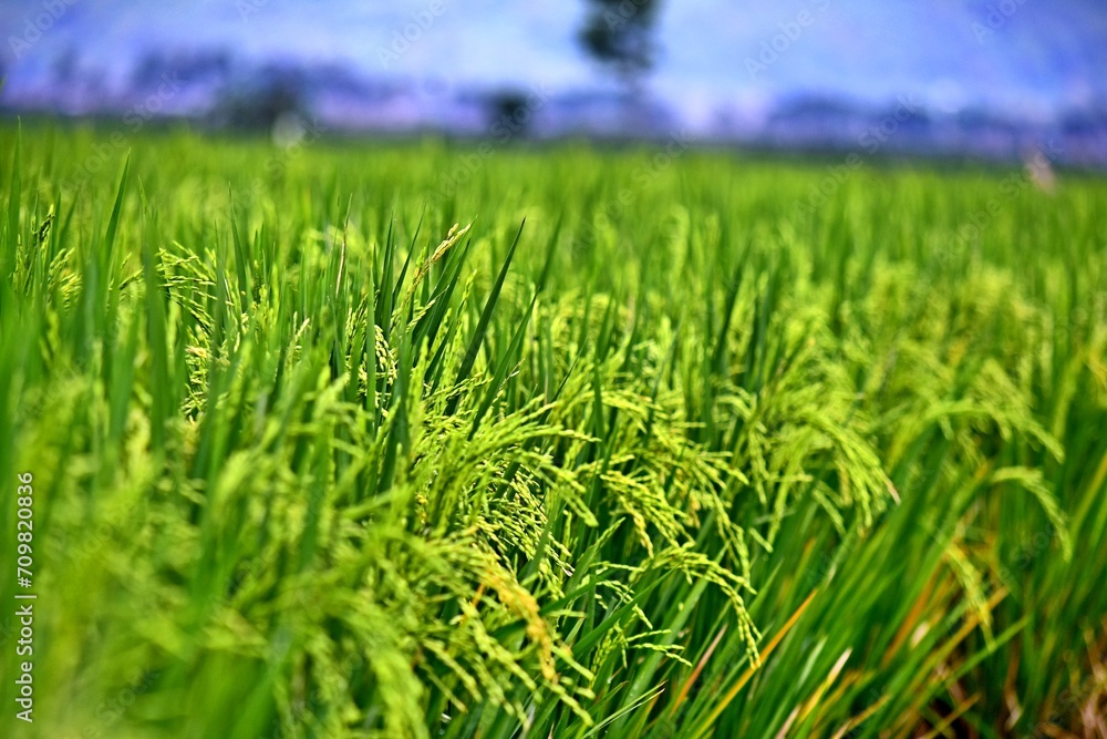 Fototapeta premium Rice grows abundantly in the Rawa Pening Ambarawa lake area