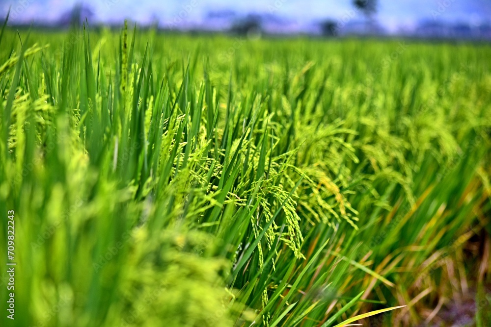 Fototapeta premium Rice grows abundantly in the Rawa Pening Ambarawa lake area