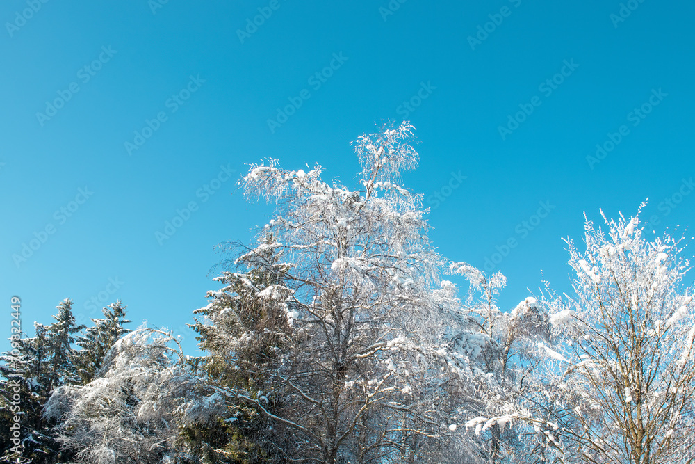 Winter white forest with snow. Weather concept. Winter, frost, cold snap in winter Winter white forest with snow. Weather concept. Winter, frost, cold snap in winter