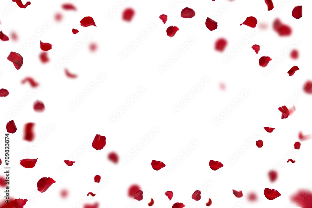 Red rose collection set of petals isolated on a transparent background. Red flower petals png. Floating red rose petal. Love valentines day postcard
